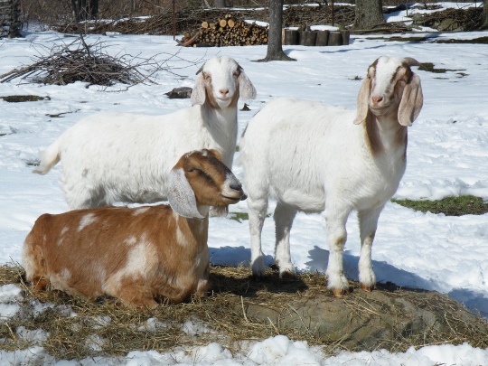 Some of Sandy's Goats