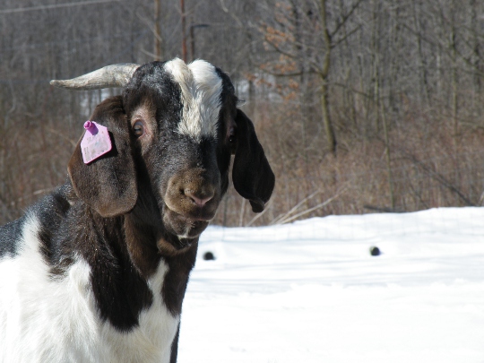 Male goat with Horns
