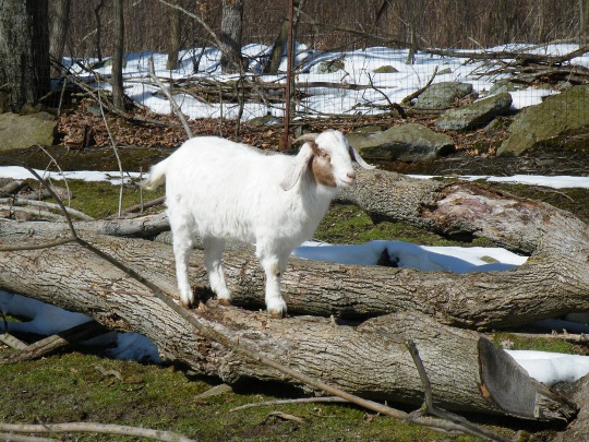Goats Like to Climb