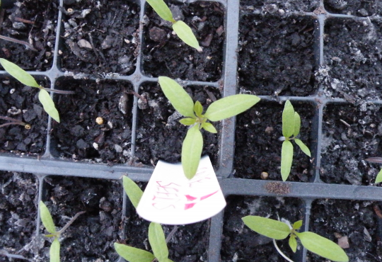San Marzano Seedling with Three Starter Leaves