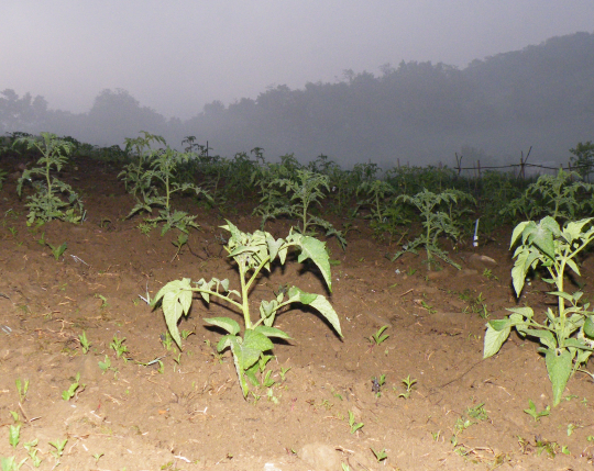 Tomatoes in the Fog