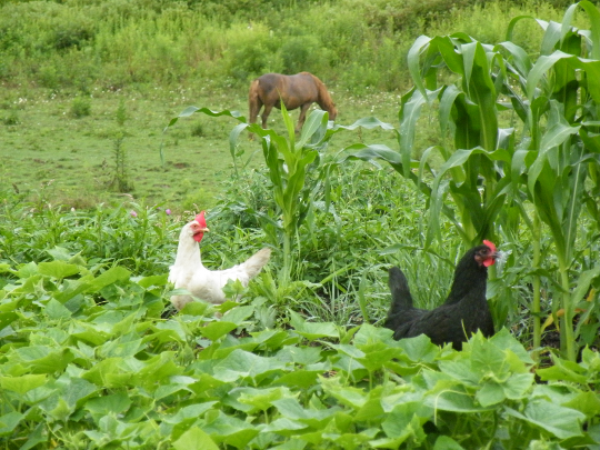 Chickens, a Horse and Corn