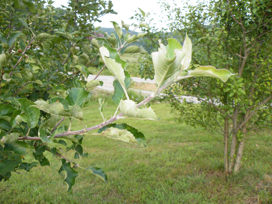 New Growth on an Apple Tree