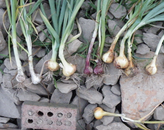 4 Varieties of Onions