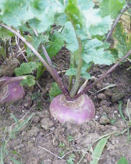 Purple Globe Top Turnip
