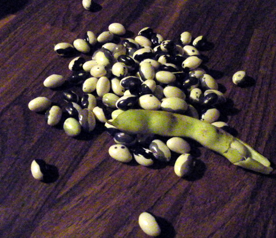 Ying Yang Beans