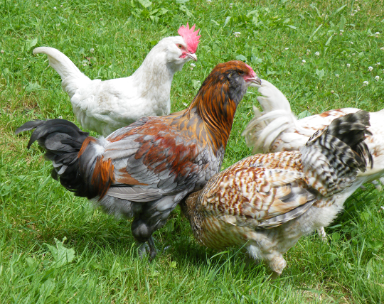 Adult Chickens