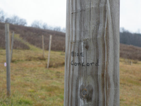 Blue Concord