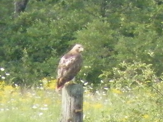 Red Tailed Hawk - Taken from Several Hundred Feet Away.