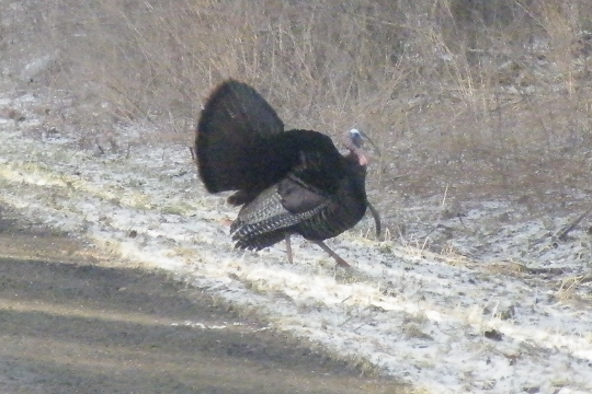 Wild Turkey on the Side of the Road