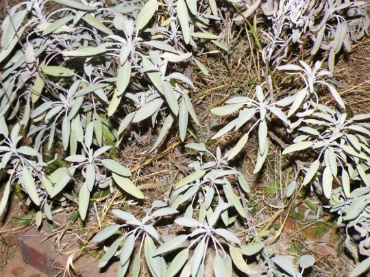 Sage Plant