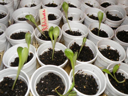 Artichoke Seedling