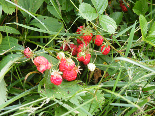 Wild Mini-Strawberries