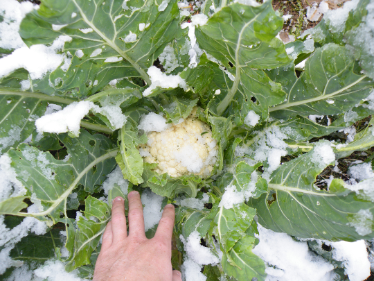 Cauliflower Under Snow
